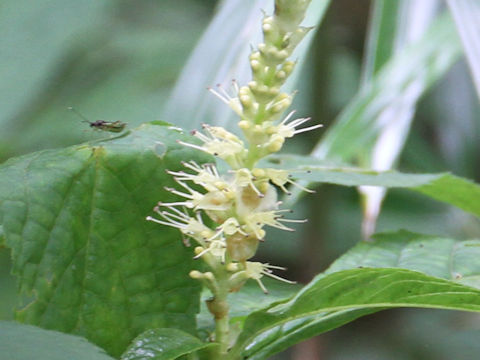 Leucosceptrum japonicum