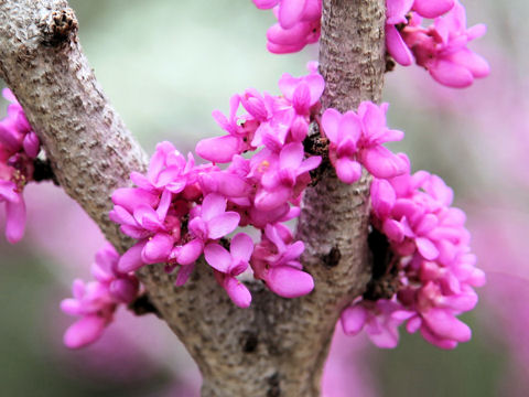Cercis canadensis ssp. texensis