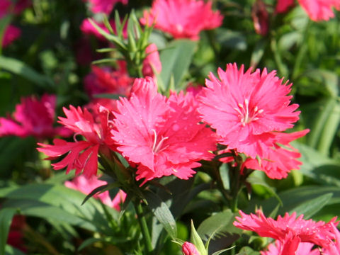 Dianthus chinensis var. semperflorens