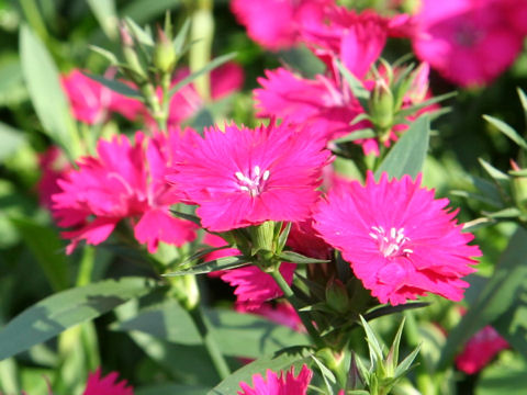 Dianthus chinensis var. semperflorens