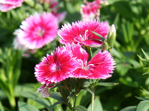 Dianthus chinensis var. semperflorens