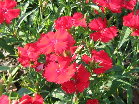 Dianthus chinensis var. semperflorens