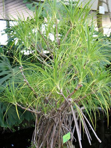 Freycinetia formosana