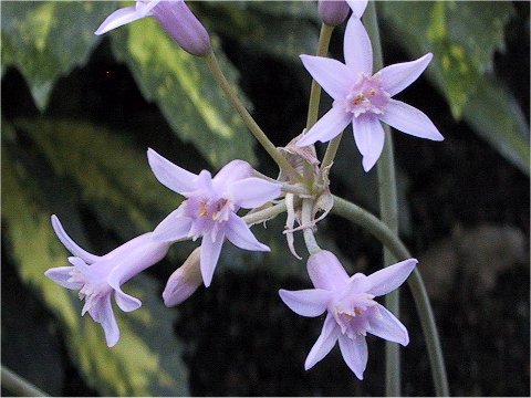 Tulbaghia fragrans