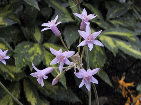 Tulbaghia fragrans