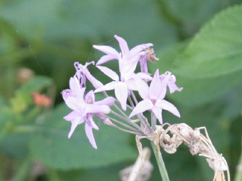 Tulbaghia fragrans