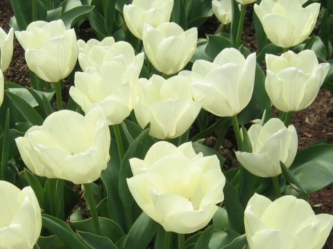 Tulipa gesneriana