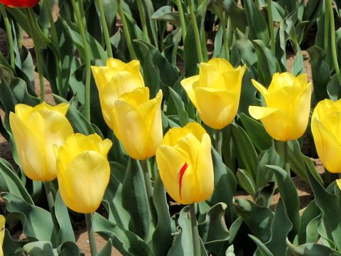 Tulipa cv. Strong Gold