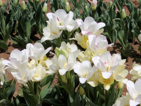 Tulipa cv. Candy Club