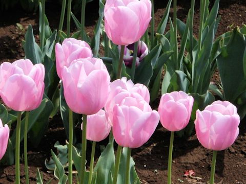 Tulipa cv. Pink Diamond
