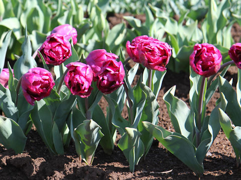 Tulipa cv. Mariola