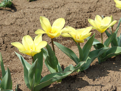 Tulipa cv. Yellow Empress