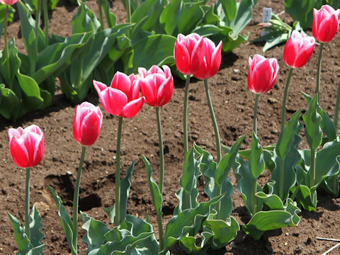 Tulipa cv. Merry Widow
