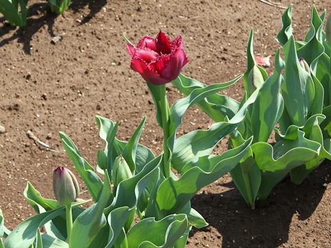 Tulipa cv. Curly Sue