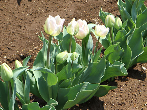 Tulipa cv. Upstar
