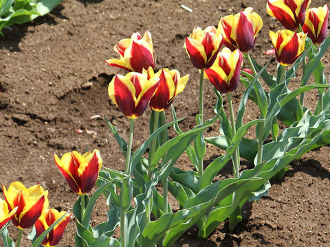 Tulipa cv. Gavota