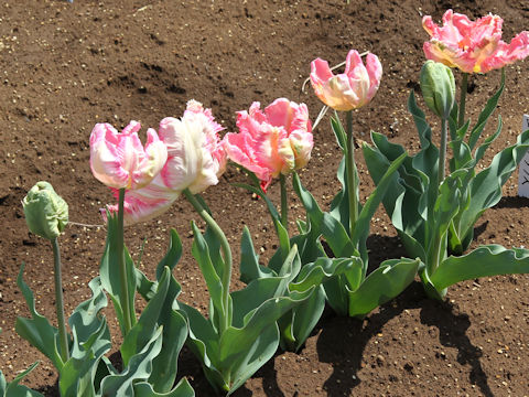 Tulipa cv. Pink Vision
