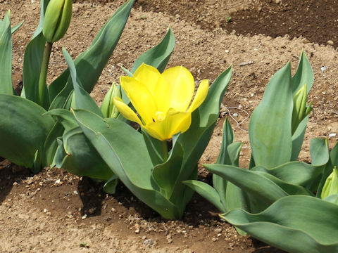 Tulipa cv. Candela