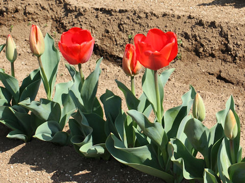Tulipa cv. Apeldoorn Elite