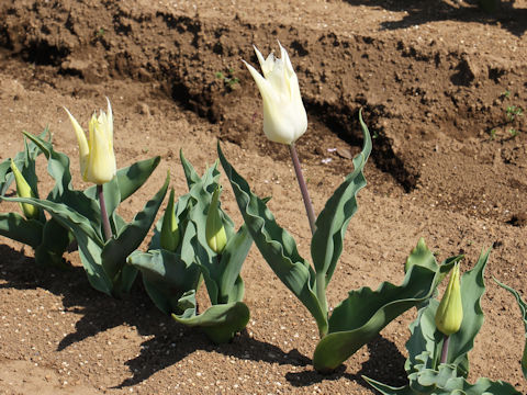 Tulipa cv. Sapporo