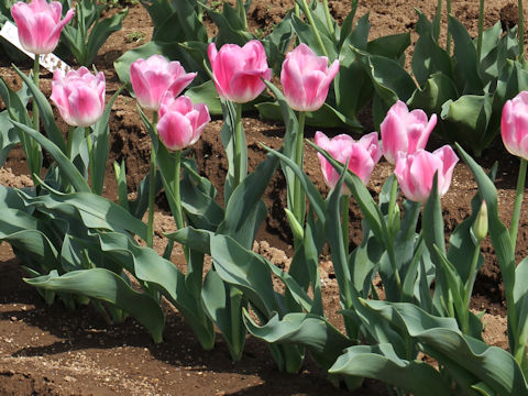 Tulipa cv. Royal Ten