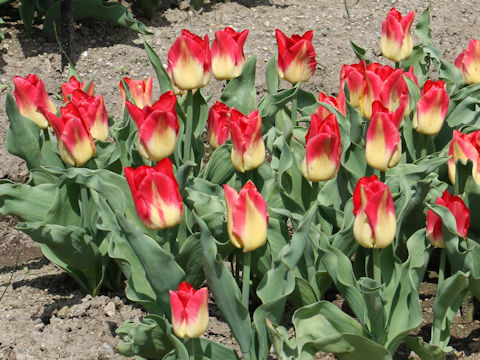 Tulipa cv. Match
