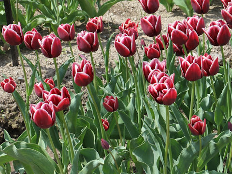 Tulipa cv. Shimon