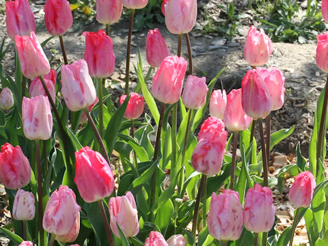 Tulipa cv. Gander's Rapsody