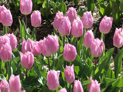 Tulipa cv. Candy Prince
