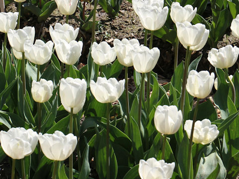 Tulipa cv. Up White
