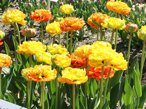 Tulipa cv. Sun Lover