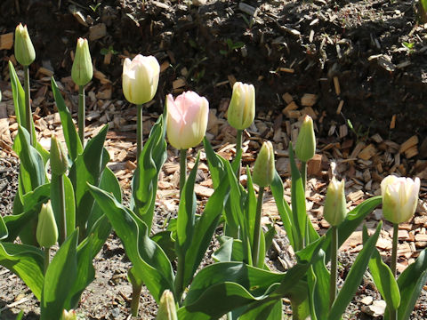 Tulipa cv. Super Model
