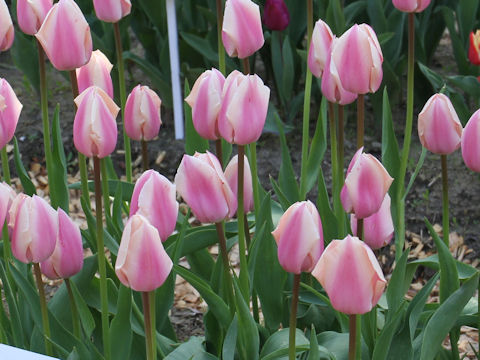Tulipa cv. Thijs Boots