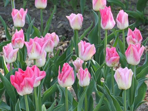 Tulipa cv. Dynasty