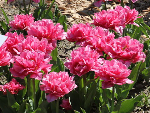 Tulipa cv. Dior