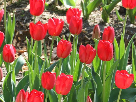 Tulipa cv. Dick Pasha
