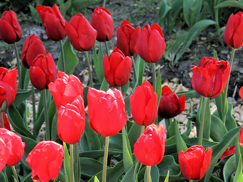 Tulipa cv. Delta Red