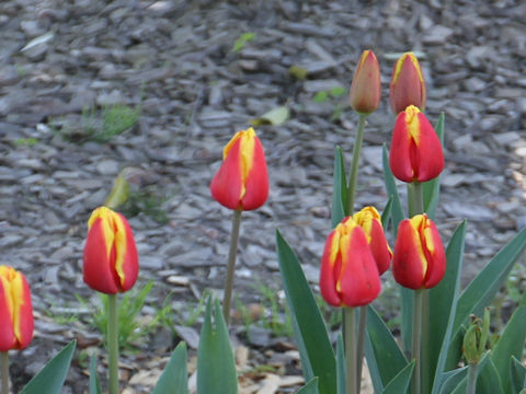 Tulipa cv. Denmark