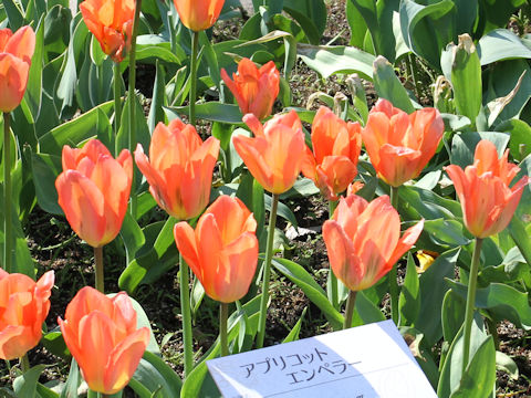Tulipa cv. Apricot Emperor
