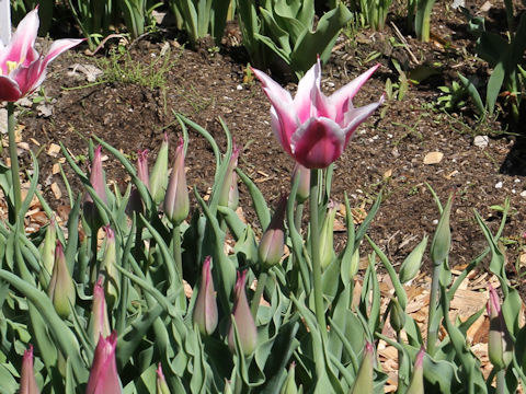 Tulipa cv. Pallade