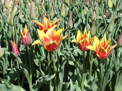 Tulipa cv. Pallade Dream