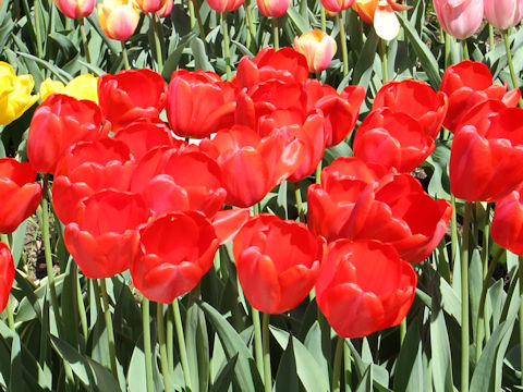Tulipa cv. Parade