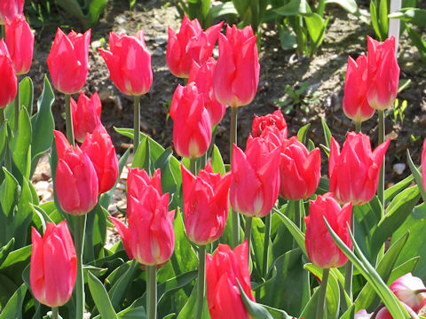 Tulipa cv. Pink Cup