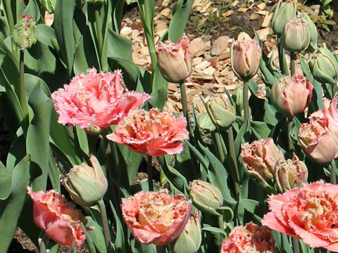 Tulipa cv. Pink Magic