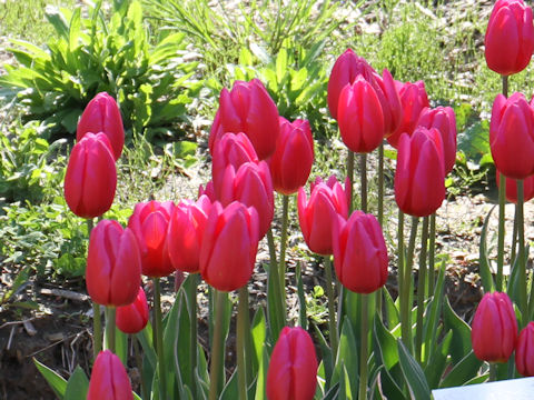 Tulipa cv. Aphrodite