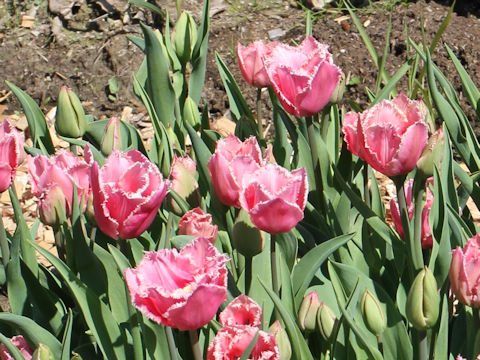 Tulipa cv. Fringed Family
