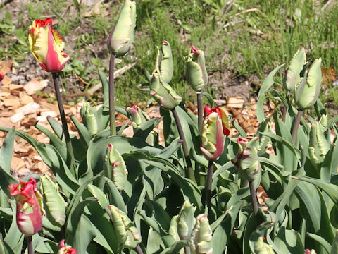 Tulipa cv. Flaming Parrot