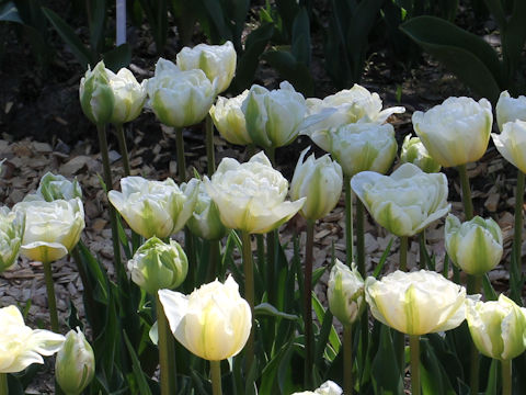 Tulipa cv. White Touch
