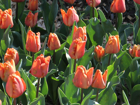 Tulipa cv. Malibu