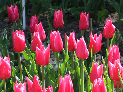 Tulipa cv. Melinda